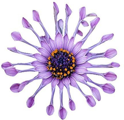 CYBEXIS Daisy Seed(50 per packet)