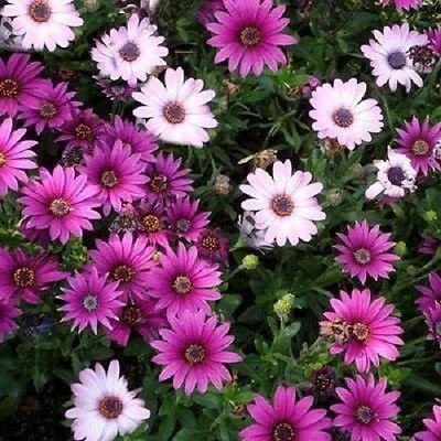 CYBEXIS African Daisy Seeds Osteospermum Ecklonis Mix Seeds (Perennial Seeds) Seed(1 g)