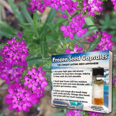 VibeX Candytuft Seeds (Iberis amara) Seed(75 per packet)