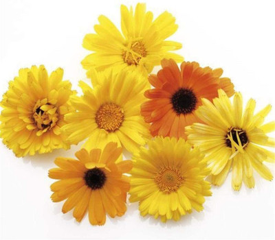 VibeX Calendula Seed(20 per packet)