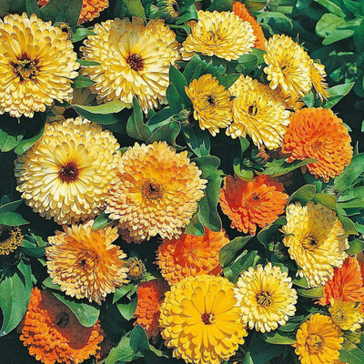 VibeX Calendula Seed(10 per packet)
