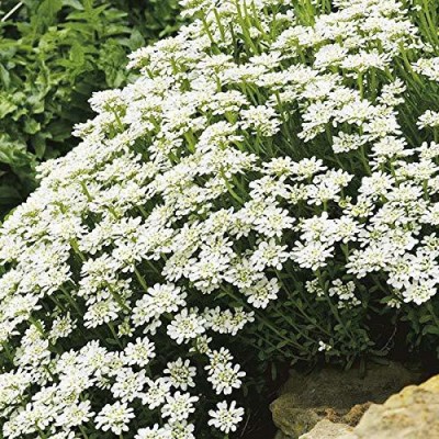 VibeX GBPT-13-Candytuft White Premium Seeds -40 x Seeds Seed(40 per packet)