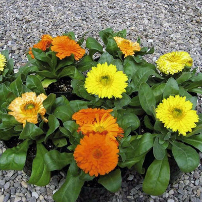 VibeX Calendula Seed(15 per packet)