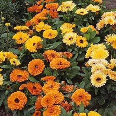 VibeX Calendula Fiesta Gitana Mix Seed(10 per packet)