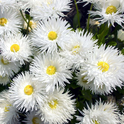 VibeX Chrysanthemum Seed(5 per packet)
