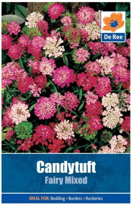 VibeX Candytuft Dwarf Fairy Mix Seed(5 per packet)