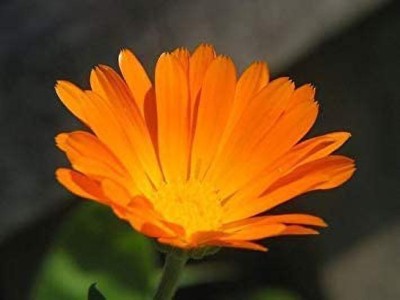 VibeX Calendula Seed(50 per packet)