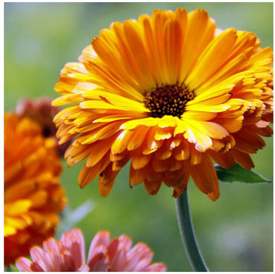 VibeX Calendula officinalis 'Art Shades Mixed' Seeds. Marigold Seed(15 per packet)