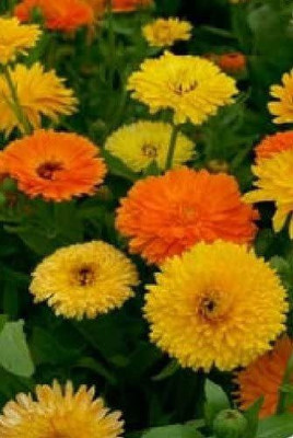 VibeX Calendula Seed(20 per packet)