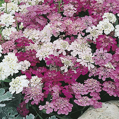 VibeX HUA-10-Candytuft Flower Seed - Dwarf Mix Flower Seed-100 x Seeds Seed(100 per packet)