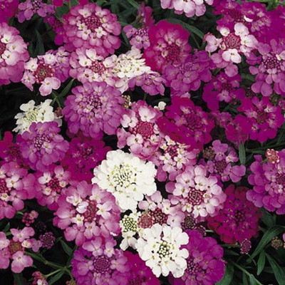 VibeX Germination Seeds: Candytuft Flower Seeds Seed(75 per packet)