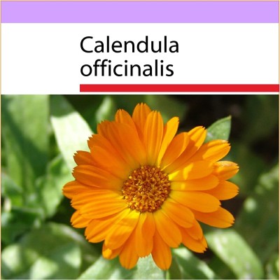 CRGO CALENDULA Seed(15 per packet)