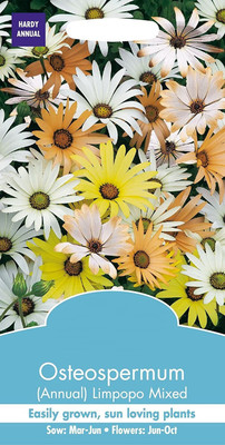 VibeX African Blue Eyed Daisy Osteospermum Seed(100 per packet)