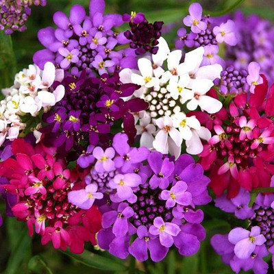 Lorvox Candytuft (Perennial) Snowflake Seed(105 per packet)