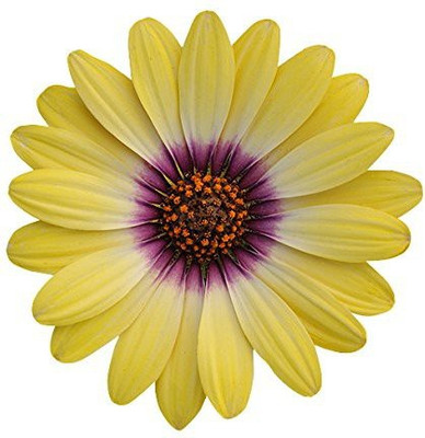 VibeX Imported Osteospermum Flower Seeds - Yellow Seed(15 per packet)