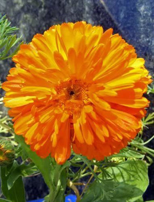 CYBEXIS Hybrid Calendula Officinalis Flower Seeds Seed(50 per packet)