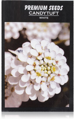 VibeX Flower - RHS Candytuft (Perennial) Snowflake Seed(15 per packet)
