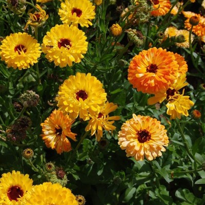 VibeX Calendula Seed(100 per packet)