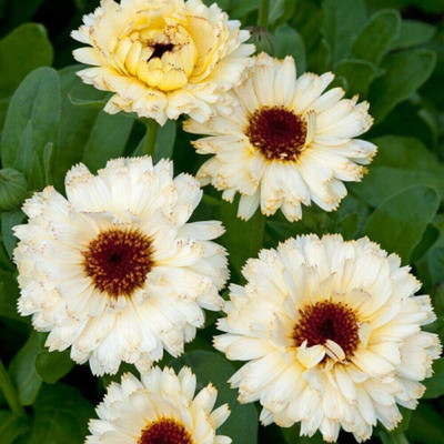 CYBEXIS Calendula-Extra Orange Double Seeds Seed(1 g)