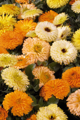 VibeX Calendula Seed(10 per packet)