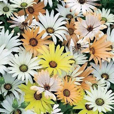 VibeX ™ NBRI-51-Osteospermum, Dimorphotheca Mixed Color Flowering Seeds Seed(5 per packet)