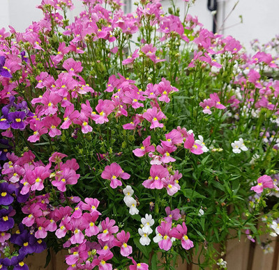 VibeX ™ ICRA-71-Baskets & Pots - Nemesia Carnival Mixed Seeds-20 x Seeds Seed(20 per packet)