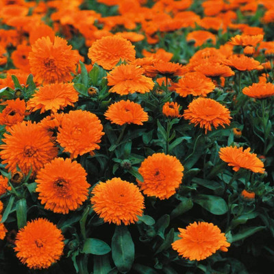 VibeX Calendula Seed(100 per packet)