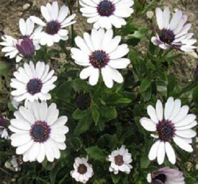 VibeX Osteospermum Ecklonis White African Daisy Seeds Seed(10 per packet)
