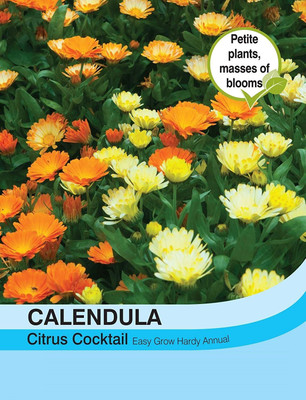 VibeX Calendula Seed(15 per packet)