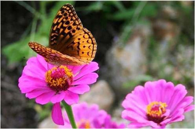 VibeX Hybrid Calendula Officinalis Fiesta Gitana Superior Mix Seeds Seed(25 per packet)
