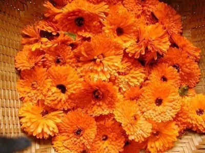 CYBEXIS Calendula Orange Flower Seeds - Heirloom Seed(50 per packet)