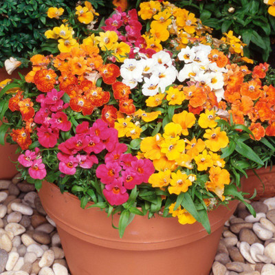 CYBEXIS Nemesia Hanging Mix Flower Seeds Of All Season Seed(1 g)