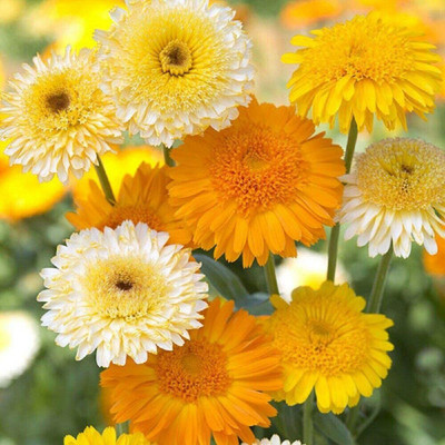 CYBEXIS Seeds - Calendula Kinglet Mixed Seed(50 per packet)