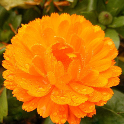VibeX Calendula Seed(15 per packet)