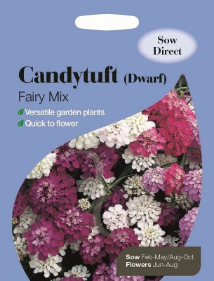 VibeX HUA-67-Candytuft Purple Rain-100 x Seeds Seed(100 per packet)