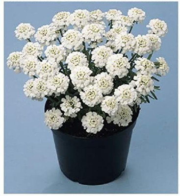 VibeX PUAS-31-Candytuft/Iberis sempervirens 'Snowflake' / Hardy Evergreen Perennial/Seeds-25 x Seeds Seed(25 per packet)