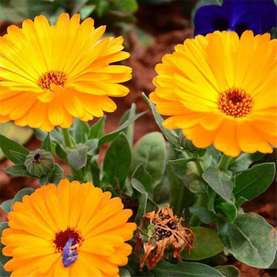 CYBEXIS Plants for Garden Balcony,Four Seasons Pot Calendula Seeds Seed(50 per packet)