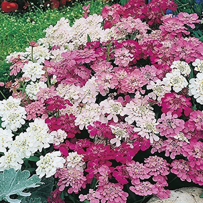 VibeX Fairy' Mixed Flower Seeds/Cottage Garden Favourite/Candy Tuft Seed(15 per packet)
