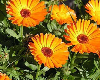 VibeX Calendula Fiesta Gitana Mixed hybrid seeds Seed(20 per packet)