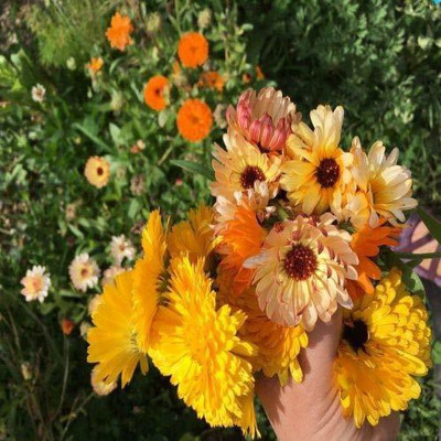 VibeX Calendula Seed(15 per packet)