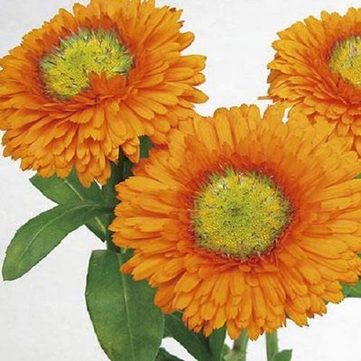 VibeX Calendula Seed(20 per packet)