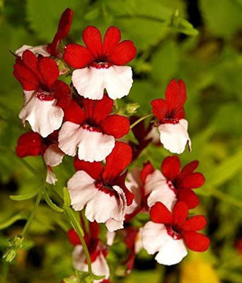 VibeX ™ PAU-89-Danish Flag Flower Seeds NEMESIA STRUMOSA-5 x Seeds Seed(5 per packet)