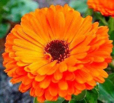 VibeX Calendula Seed(15 per packet)