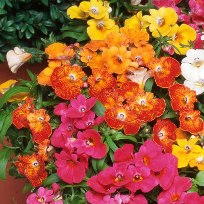 VibeX Nemesia Seed(200 per packet)