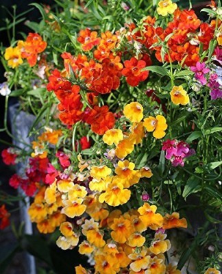 Aywal Nemesia Fire King Annual Seed(30 per packet)