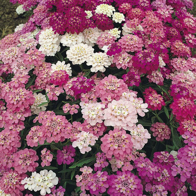 VibeX GBPT-1-Gardens Dwarf Fairymix Candytuft Flower Seeds-5 x Seeds Seed(5 per packet)