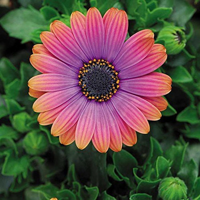 VibeX ™ IMP-385-Osteospermum Flower Seeds - Orange and Blue Seed(25 per packet)
