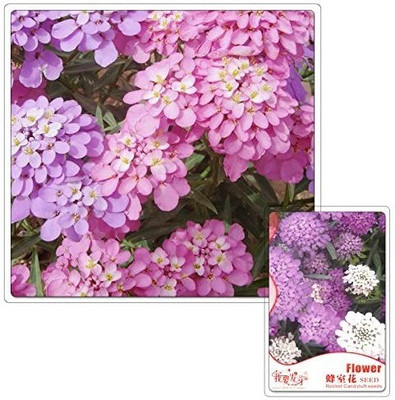 VibeX GBPT-70-Flower - Candytuft Dwarf Fairy Mixed-5 x Seeds Seed(5 per packet)