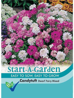 VibeX Candytuft Flower F1 Hybrid Seeds Seed(20 per packet)