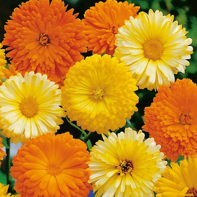 VibeX Calendula Seed(10 per packet)